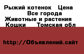 Рыжий котенок › Цена ­ 1 - Все города Животные и растения » Кошки   . Томская обл.